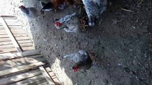 Цветные яйца или пасхальные яйца Доминантов