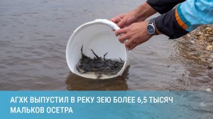 Амурский ГХК выпустил в реку Зею более 6,5 тысяч мальков осетра