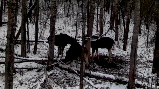 Интересные кадры с фотоловушки. Лось вернулся. смотреть онлайн