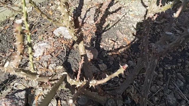 Правильные срезы на розах и не только