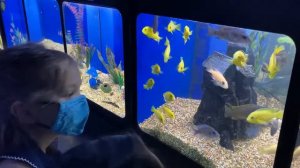 Мила и София идут в зоомагазин покупать рыбку