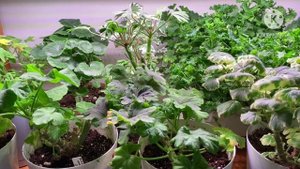 УХОД за ПЕЛАРГОНИЕЙ ЗИМОЙ в квартире. Мой опыт.