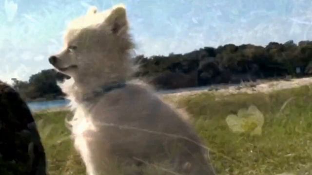 150 Животных в одном видео. 🌷 Моя Планета! 🌷 смотреть онлайн