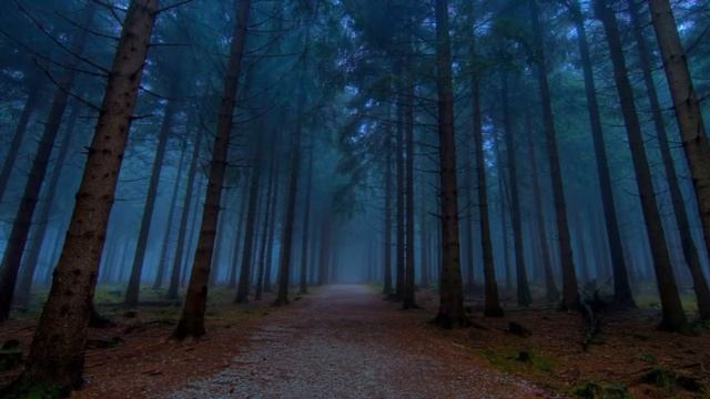 Рассказ "Приключение в темный лес" смотреть онлайн