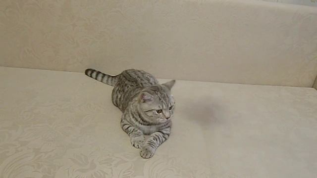 БРИТАНСКИЙ КОТЁНОК ОКРАСА "ВИСКАС" смотреть онлайн