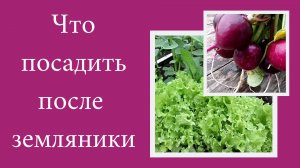 Редис Чёрный шоколад и салат Лолло Бионда.