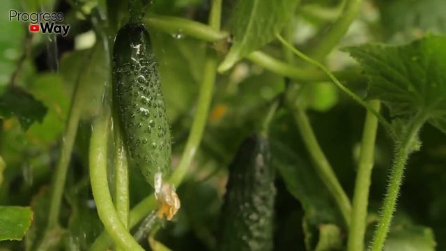 1 Ст. Ложка Под Куст Огурцов. Умножаем Завязь. До 16 Кг Урожая С Куста Делюсь Рецептом Подкормки! смотреть онлайн