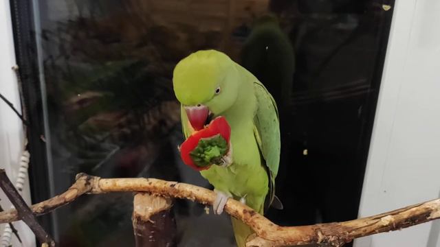 ожереловый попугай ест семена перца смотреть онлайн