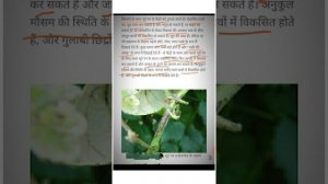 Anthracnose of grapes  ( ?अंगूर का Anthracnose रोग ? )