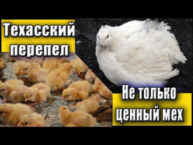 Техасский перепел  Первое потомство от родительского стада Деревенская жизнь