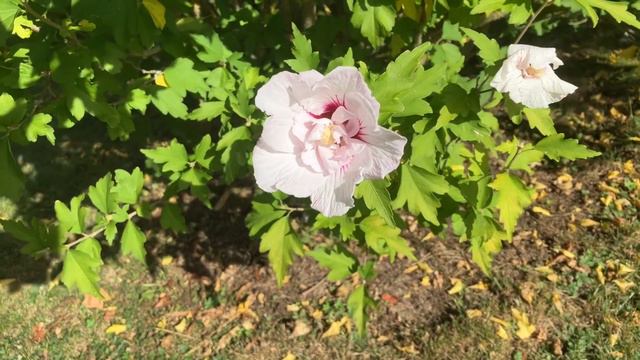 Straucheibisch (weiße Blüten) смотреть онлайн