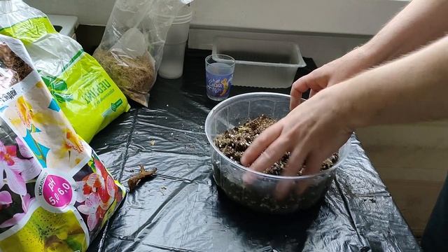 Лес Стромант (Forest Stromanthes)
