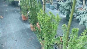 Бересклет японский Бенкомасаки  .