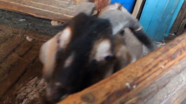 Содержание коз. смотреть онлайн