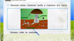 Задание 1 В царстве грибов - Окружающий мир 3 класс (Плешаков А.А.) 1 часть