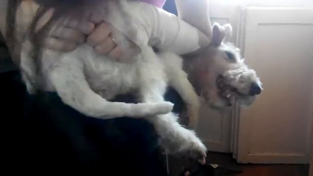 Фокстерьер Белла арет смотреть онлайн