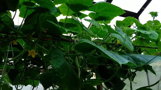 Огурец Хрустик смотреть онлайн