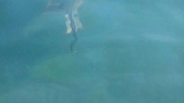 Черноморский скат смотреть онлайн