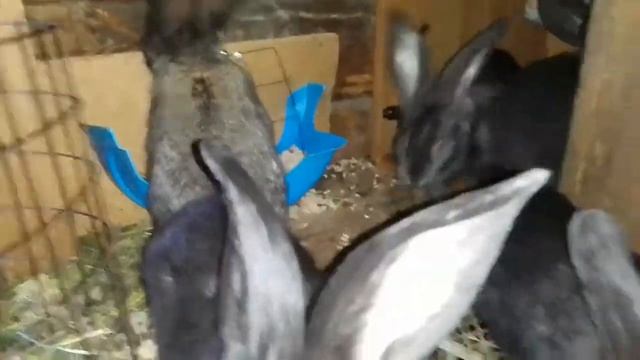 ЧЕМ КОРМИТЬ КРОЛЬЧАТ.Корм для крольчат. Как кормить маленьких крольчат.
