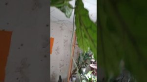 Кампанулата, хойя  цветения  9 месяцев в году.