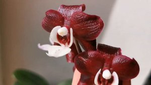 Phal. Kaoda Twinkle (орхидея фаленопсис Каода Твинкл) домашнее цветение