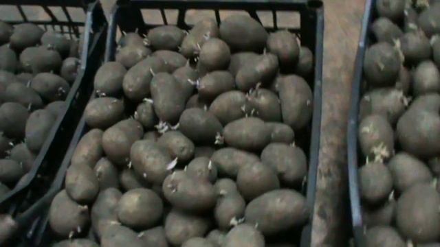 Проращивание семенного (посадочного) картофеля / Cultivation Of Seed (planting) Potatoes