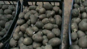 Проращивание семенного (посадочного) картофеля / Cultivation of seed (planting) potatoes