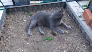 Лучшее средство от мышей на участке?.