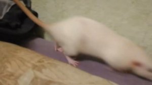 Крысы декоративные | Переходим на другой канал