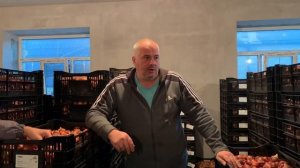 Выгонка тюльпанов. ЛУКОГОН: температурный режим, транспортировка и доставка луковицы тюльпанов.