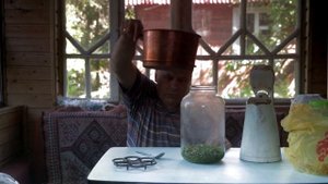 Квас из веток хвои сосны