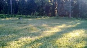 Алтай Турочак река Лебедь . 27.06.2019