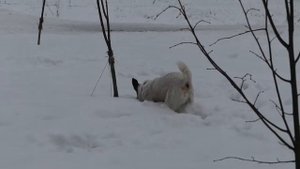 Panasonic LUMIX DMC-FZ300 - FullHD видео