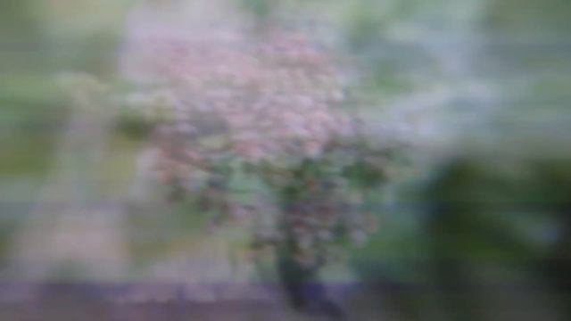 Spiraea // Sofia Bersanelli ( English Subtitle) смотреть онлайн