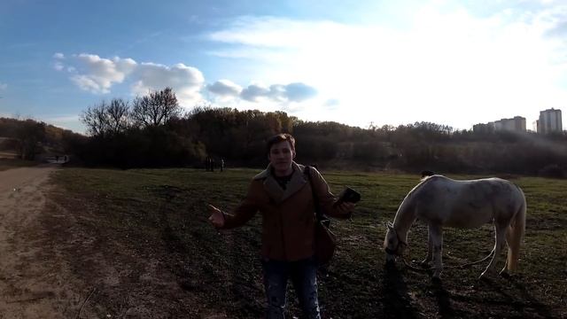 ТОП5 САМЫХ УМНЫХ ЖИВОТНЫХ В МИРЕ смотреть онлайн