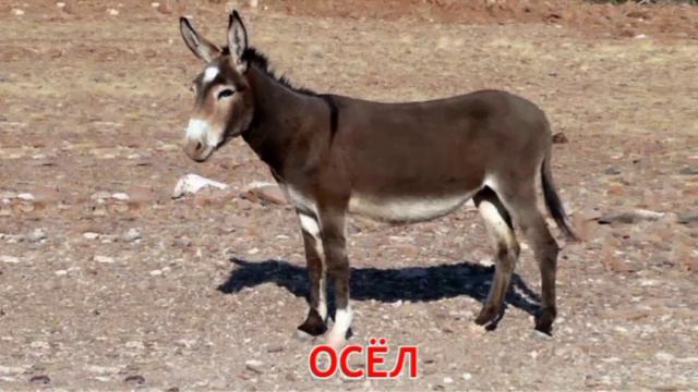 Звуки животных для детей #животные #домашниеживотные