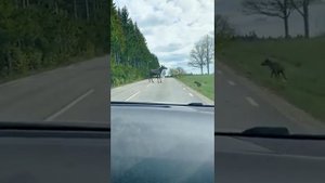 Лоси. Маленький лосенок