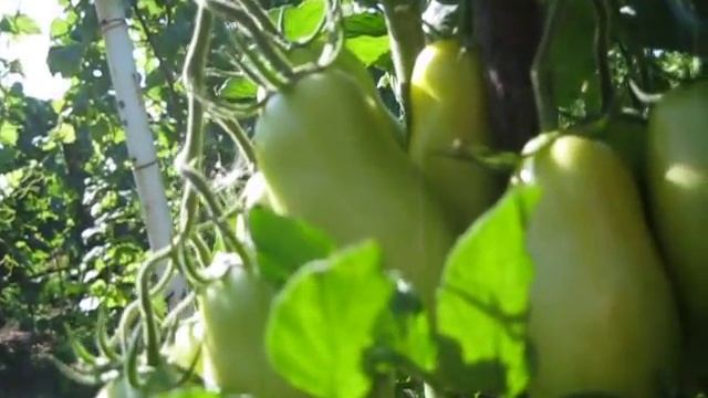 Поззано F1 смотреть онлайн