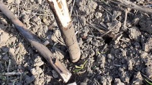 Чёрный ствол у Павловнии. Что делать?