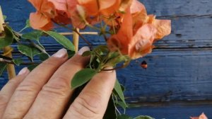 Бугенвиллия Orange Clow. Обзор.