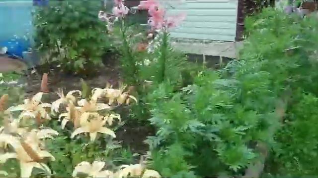 Цветы на даче, мои любимые цветы это ромашки и Метельчатая гортензия, снимала когда была на даче:3 смотреть онлайн