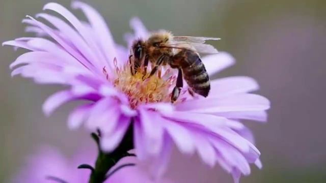 МУЗЫКА, ЖИВОТНЫЕ И ПРИРОДА ДЛЯ НАСТРОЕНИЯ.Light Music смотреть онлайн