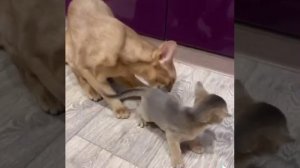 Абиссинская кошка. Абиссинский кот Фавн