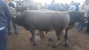 19 мая 2022 г АНДИЖОН АСАКА УЗБЕКИСТОН МОЛ БОЗОРИ НАРХЛАРИ ANDIJON ASAKA ÒZBEKISTON MOL BOZORI NARX