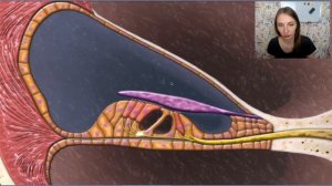 Ухо человека. Строение уха