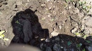 Междурядная культивация арбуза