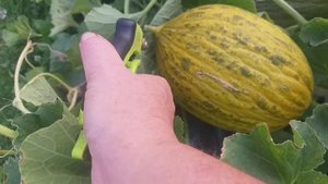 Дыня Рикура F1. Срочно снимать урожай.
