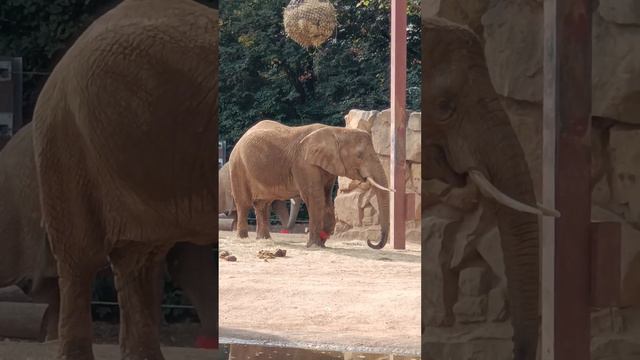 Купи слона,меняю на поросят оптом!))) смотреть онлайн