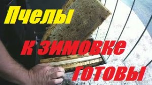 Ух тыж. Могучие пчелосемьи после подсолнуха к зимовке готовы. Полномёдные соты 30 кг, пади нет.