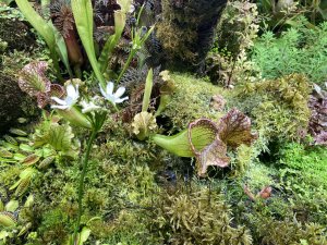 Москва. Ботанический сад МГУ - Аптекарский огород